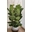 Planta Ficus Lyrata - Imagen 2